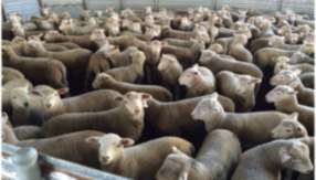 Sale Sheep